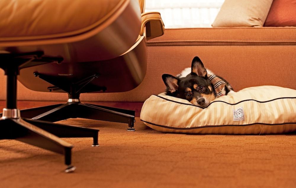 ไฮแอท เพลซ เกอร์กัน อุดย็อค วิหาร์ Hotel คูร์เคาน์ ภายนอก รูปภาพ A dog on a dog bed