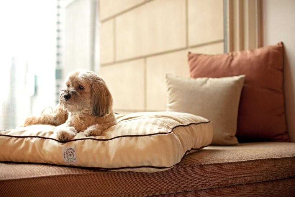 ไฮแอท เพลซ เกอร์กัน อุดย็อค วิหาร์ Hotel คูร์เคาน์ ภายนอก รูปภาพ A dog on a dog bed